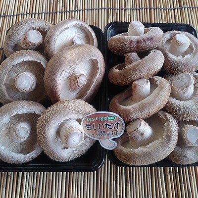 �k�C�����ʎY �ۏ��W�����{���������� 280g×2�p�b�N �������� �ő� ���̂� F4F-0800