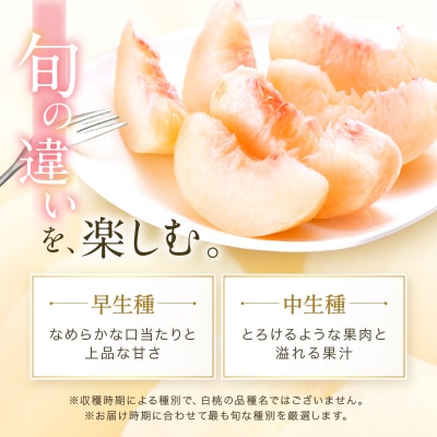 岡山 白桃 ロイヤル 4～6玉 約1kg (早生種・中生種) [No.5735-1222]