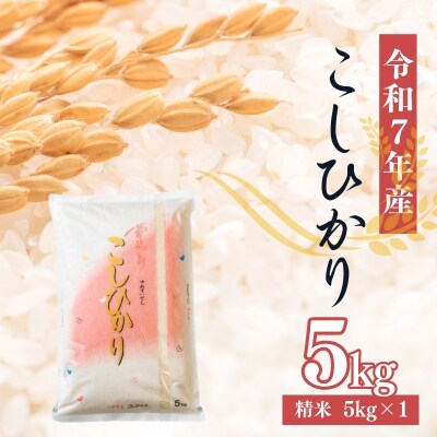 大文字屋米穀店【令和7年産】コシヒカリ精米 5kgNo.2382