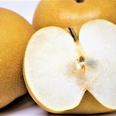 新興梨 5kg 鳥取県産【10月上旬～10月中旬頃発送】5キロ JA米子選果場 0737