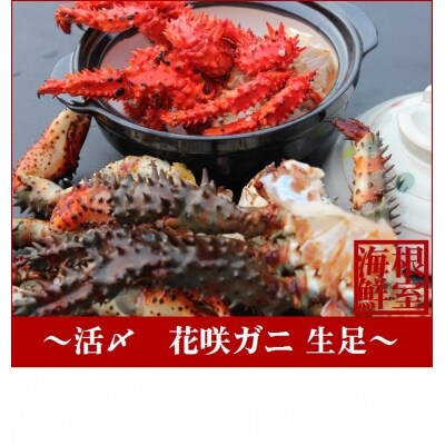 【北海道根室産】活〆花咲ガニ生足600g A-57020