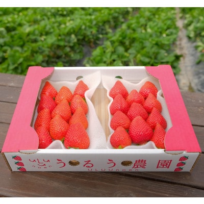 うるう農園のあまおう デラックス等級 2パック(570g)(赤村)