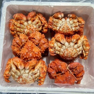 【北海道根室産】花咲ガニ12尾(計3.6kg前後) C-57051
