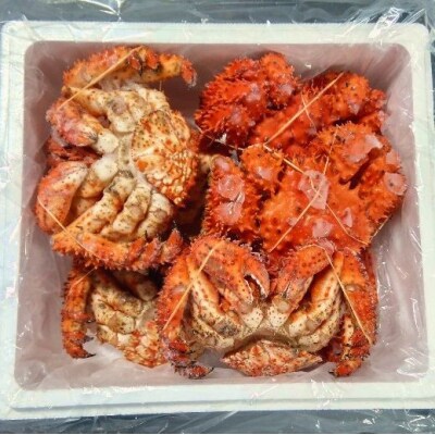【北海道根室産】花咲ガニ7尾(計3.0kg前後) C-57054