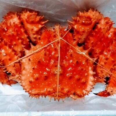 【北海道根室産】花咲ガニ1.3kg前後 D-57038