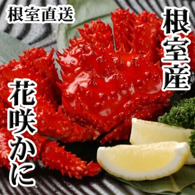 【北海道根室産】花咲かに500g前後～650g前後×2尾 B-30002