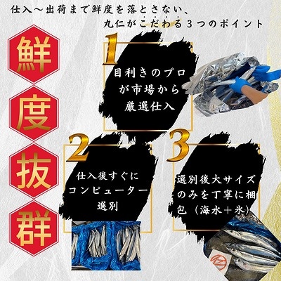 【北海道根室産】鮮さんま16尾入(計2kg) A-50020