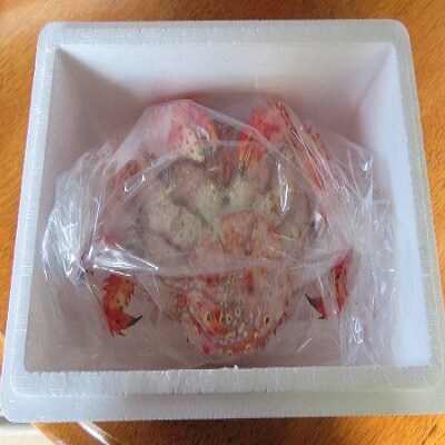 【北海道根室産】ボイル冷凍花咲がに600g×1尾 A-59019