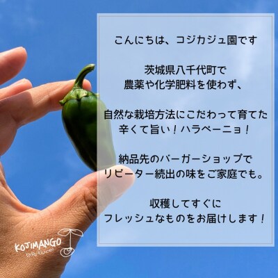 先行受付 2026年9月上旬以降発送 農家直送 旨辛 採りたて ハラペーニョ 1kg コジカジュ園