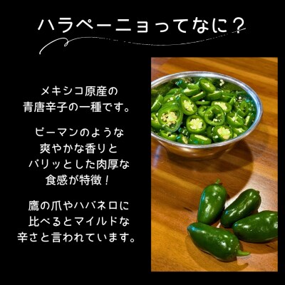 先行受付 2026年9月上旬以降発送 農家直送 旨辛 採りたて ハラペーニョ 2kg コジカジュ園