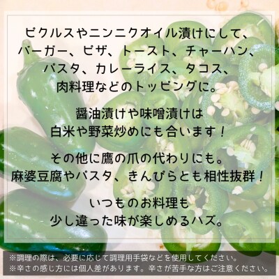 先行受付 2026年9月上旬以降発送 農家直送 旨辛 採りたて ハラペーニョ 2kg コジカジュ園