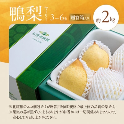 石原果樹園　鴨梨(ヤーリー)3～6玉 合計約2kg 贈答箱 岡山県産 [No.5735-0944]