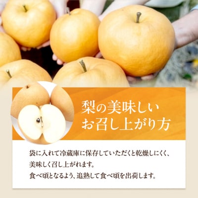 備前横綱梨(あたご梨) 2玉 (1玉1～1.4kg)贈答箱 岡山県産 [No.5735-0953]