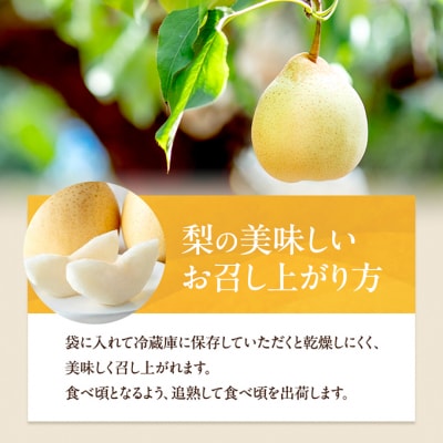 石原果樹園　備前乙女梨(鴨梨) 5～6玉 合計約3kg  岡山県産 [No.5735-1159]