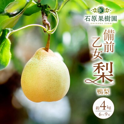  石原果樹園　備前乙女梨(鴨梨) 6～9玉 合計約4kg  岡山県産 [No.5735-1160]
