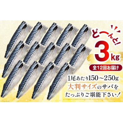 12回 定期便 訳あり 塩サバ フィレ 3kg 総計36kg [足利本店 20564960]