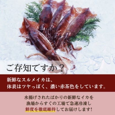 【鮮度そのまま急速冷凍】冷凍スルメイカ 大サイズ 20尾入