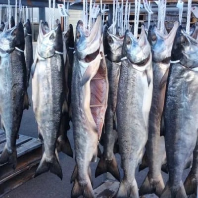 北海道産鮭使用 寒風干し 新巻鮭 切身7切 数量限定 海鮮 魚介