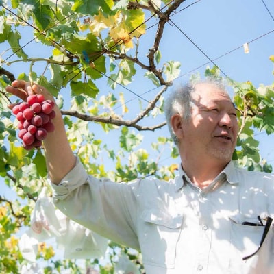 【秀果園】早摘み巨峰のジュースと完熟巨峰のジュースのセット