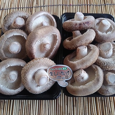 北海道音別産 菌床ジャンボ生しいたけ 280g×2パック しいたけ 椎茸 きのこ F4F-0800