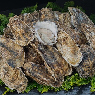 【ぷりっぷりで濃厚!】釧路管内産【活】牡蠣(特大)25個 ふるさと納税 かき 牡蠣 F4F-0622