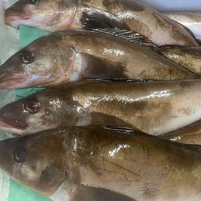 なまらうまい!田村特選自家製開きホッケ3枚入 ふるさと納税 魚 F4F-0863