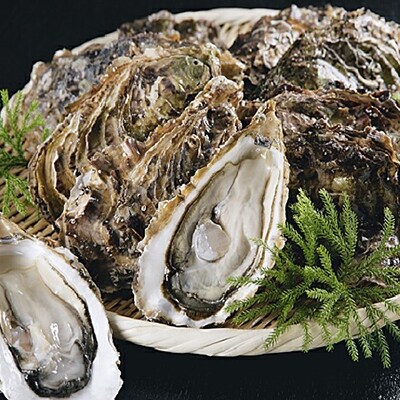 【ぷりっぷりで濃厚!】釧路管内産【活】牡蠣(特大)8個 ふるさと納税 牡蠣 F4F-0611