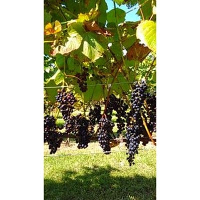 【数量限定】天空の里 光姫 阿寒産ぶどうジュース 750ml 無添加 山幸 F4F-0986