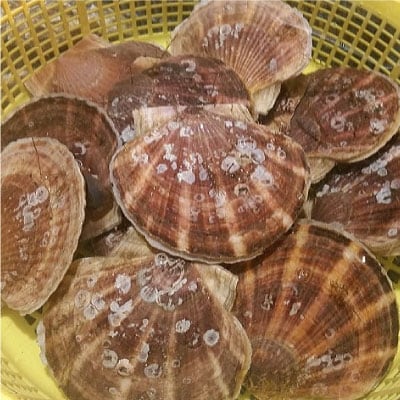 【北海道から直送!!】殻付活ホタテ貝(2.0kg詰)5～10枚入 ほたて F5F-0121