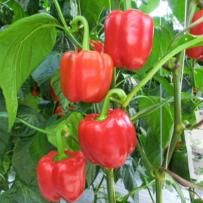 【5月より順次発送】 パプリカ 3Lサイズ×6個 野菜 サラダ 北海道野菜 生野菜 F4F-2276