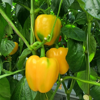 【5月より順次発送】 パプリカ 3Lサイズ×6個 野菜 サラダ 北海道野菜 生野菜 F4F-2276