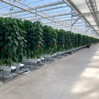 【5月より順次発送】 パプリカ 3Lサイズ×6個 野菜 サラダ 北海道野菜 生野菜 F4F-2276