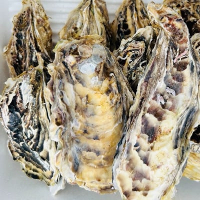 釧路管内産!殻付き活牡蠣【中】15個 F4F-2987