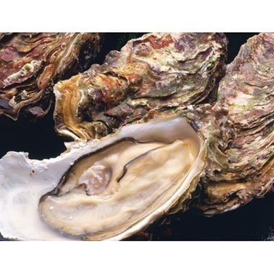 釧路管内産活牡蠣(Lサイズ)10個入 ふるさと納税 牡蠣 F4F-1016