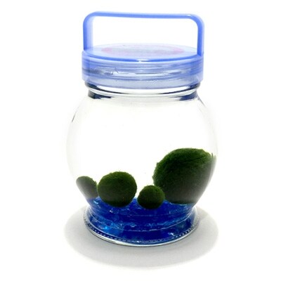 阿寒湖銘菓まりもプリン5個入と養殖まりもセット(ブルー) ふるさと納税 菓子 F4F-1863