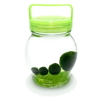 阿寒湖銘菓まりもプリン5個入と養殖まりもセット(グリーン) プリン まりも F4F-1864