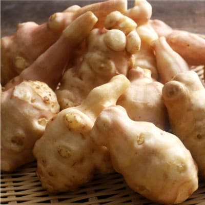 【10月下旬頃より順次発送】生菊芋 F4F-3261