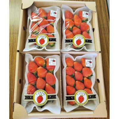 先行予約!【2026年6月末から順次発送】すずあかね(M～L) 約900g F4F-4623