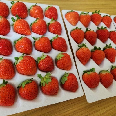 先行予約!【2026年6月末から順次発送】すずあかね 32～60粒×1箱 夏いちご F5F-0095