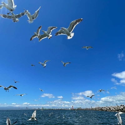 【貸切クルーズ】釧路観光クルーズ船シークレイン 貸切プライベートクルーズ クルーズ F4F-4330