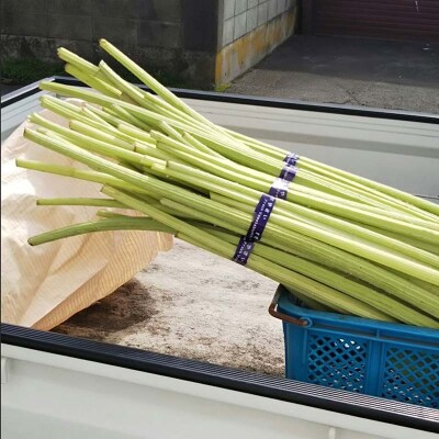 【6月中に順次発送】音蕗(おんぶき) 1kg 佃煮「ふきっこ」 セット F4F-4564