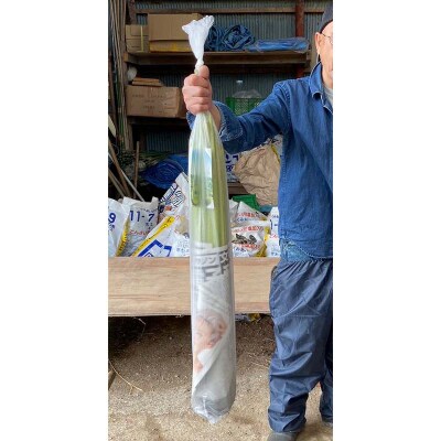 【6月中に順次発送】音蕗(おんぶき) 1kg 佃煮「ふきっこ」 セット F4F-4564