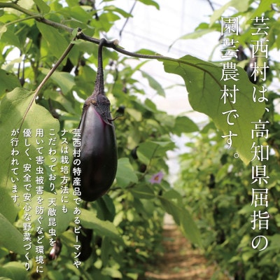 朝どれ! 野菜詰合せ【KPP030】