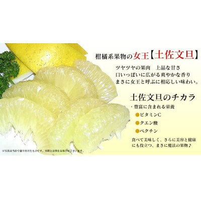 ワケあり土佐文旦(※シミ・キズあり)　5kg・サイズおまかせ【SKS026】