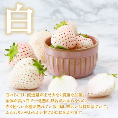 Berry農園　天使のいちご　白いちご【SKS047】