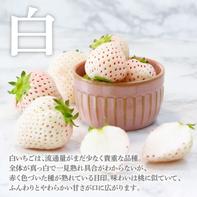 Berry農園　山本さんの紅白いちご【SKS033】