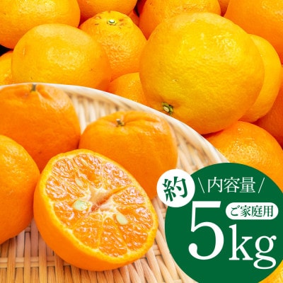 高知県産　ご家庭用ぽんかん(約5kg)【SKS027】