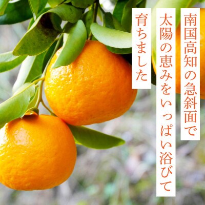 高知県産　ご家庭用ぽんかん(約5kg)【SKS027】