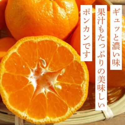 高知県産　ご家庭用ぽんかん(約5kg)【SKS027】