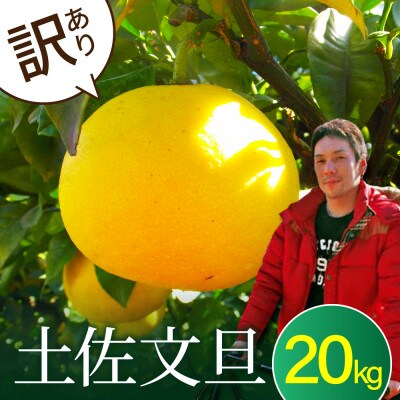 高知県産　訳あり土佐文旦20kg(10kg×2箱)【SKS063】